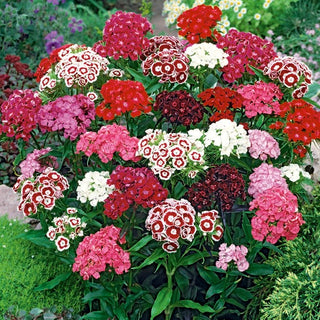 Oeillet de Poète - Mélange - Décor multicolore des massifs classiques - Dianthus barbatus
