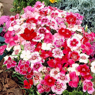 Oeillet de Chine - Baby Doll Mélange - Mélange coloré d'œillets de Chine - Dianthus chinensis var. heddewigii