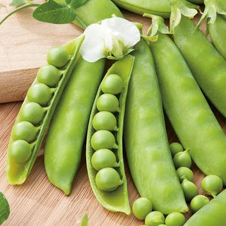 Pois Mangetout Iłówiecki - Variété précoce à grandes gousses - 500 g