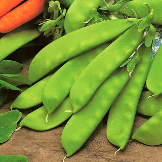 Pois Mangetout - Oregon Sugar Pod - Nain, facile à entretenir