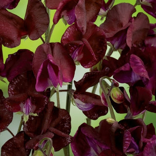 Pois de Senteur - Beaujolais - Magnifique ornement pour pergolas et tonnelles - Lathyrus odoratus