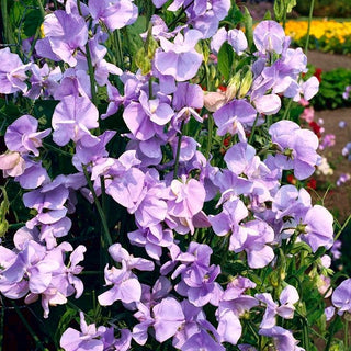 Pois de Senteur - Countess Cadogan - Fleurs aux nuances subtiles et fraîches - Lathyrus odoratus