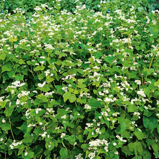 Sarrasin commun - Excellent engrais vert et plante mellifère - Fagopyrum esculentum - Grand sachet - 1 kg