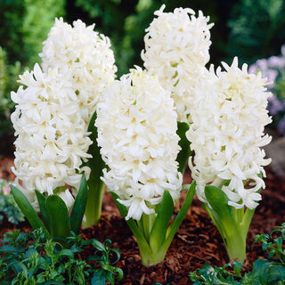 Jacinthe - Carnegie - Hyacinthus - Crée des compositions élégantes - 3 bulbes