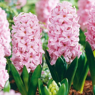 Jacinthe - Fondant - Hyacinthus - Teinte rose subtile et exceptionnelle - 3 bulbes