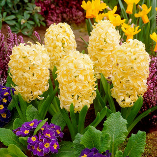Jacinthe - City of Haarlem - Hyacinthus - Idéal pour les bouquets de printemps - 3 bulbes