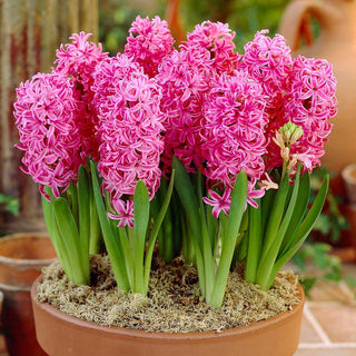 Jacinthe - Pink Pearl - Hyacinthus - Idéal pour massifs et jardinières - 3 bulbes