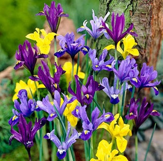 Iris réticulé - mix - mélange - iris - mélange printanier coloré - 10 bulbes