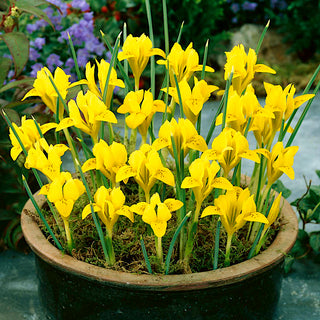 Iris danforda - Annonce ensoleillée du printemps - 10 bulbes