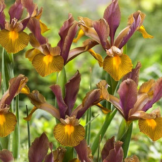 Iris de Hollande - Lion King - Iris - Couleur vive et originale - 10 bulbes