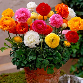 Renoncule asiatique - Tomer - Ranunculus - Idéal pour les pots de terrasse - 10 bulbes