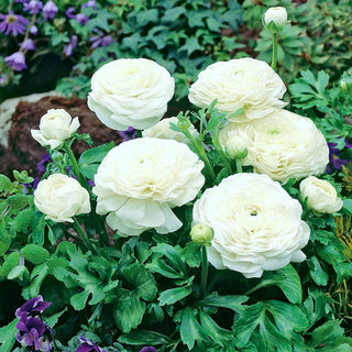 Renoncule - blanc - Ranunculus - Crée des accents lumineux et expressifs - 10 bulbes