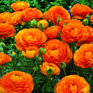Renoncule - orange - Ranunculus - Crée une ambiance estivale au jardin - 10 bulbes