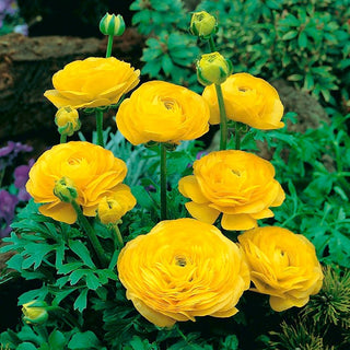 Renoncule - jaune - Ranunculus - Accent exotique et oriental - 10 bulbes