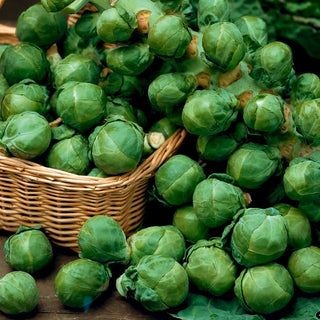 Chou de Bruxelles - Groninger - Excellente pour la cuisson et la congélation