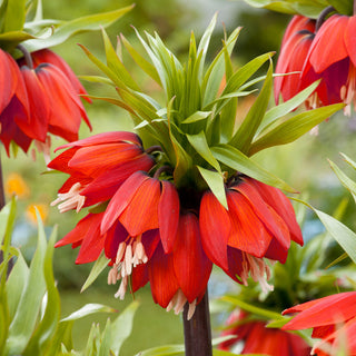 Fritillaire impériale - rouge - Fritillaria - Idéale pour les massifs représentatifs