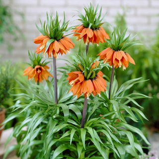 Fritillaire impériale - William Rex - Fritillaria - Accent saisissant dans le massif