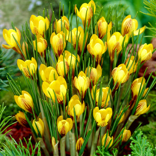 Crocus - Fuscotinctus - Explosion précoce de couleurs jaunes - 10 bulbes