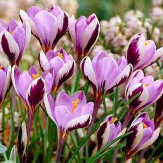 Crocus - Minimus - Se distingue par une tonalité subtile - 10 bulbes
