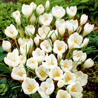 Crocus - Miss Vain - Crée de jolies compositions florales - 10 bulbes