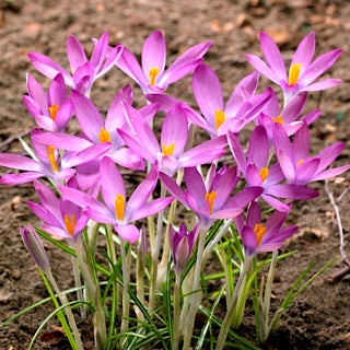 Crocus - Roseus - Floraison précoce, charme violet - 10 bulbes