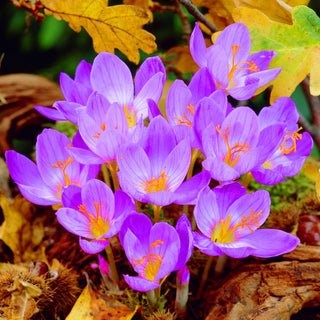 Crocus d'automne - Speciosus - Apporte une touche colorée en automne - 10 bulbes