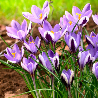 Crocus - Spring Beauty - Fleur printanière blanche et violette - 10 bulbes