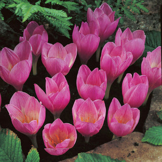 Crocus d'automne - Zonatus - Fleurit en automne, variété unique - 10 bulbes