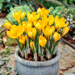 Crocus - Golden Yellow - Idéal pour la plantation dans les pelouses - 10 bulbes