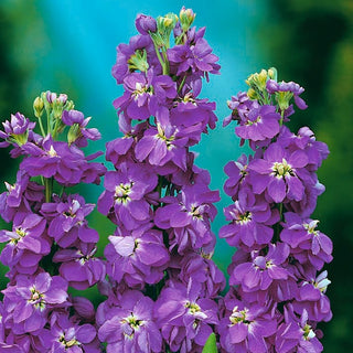 Giroflée - Excelsior Miracle Mid Blue - Fleurs abondantes et parfumées en été - Matthiola incana