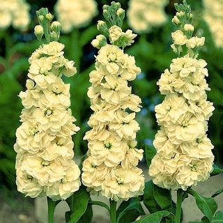Giroflée - Excelsior Yellow Goddess - Accent doré pour les massifs d’été - Matthiola incana