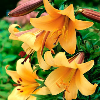 Lys trompette - African Queen - Lilium - Spectacle de couleurs orange et violet