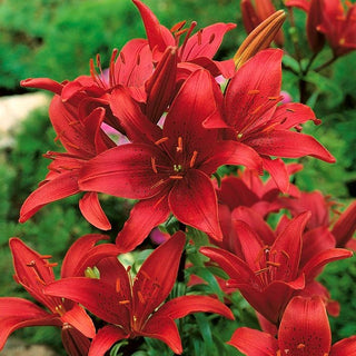 Lys asiatique - rouge - Lilium - Rouge profond pour massifs