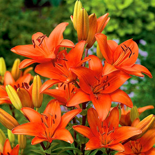 Lys asiatique - orange - Lilium - Décoration éclatante pour massifs et bouquets