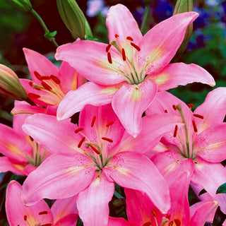 Lys asiatique - rose - Lilium - Rose intense, pleine de grâce