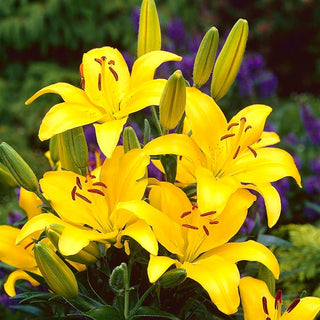 Lys asiatique - jaune - Lilium - Tiges élancées jusqu’à 100 cm de hauteur