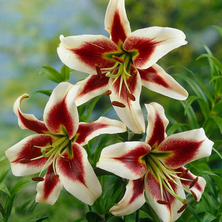 Lys géant - Beverly Dreams - Lilium - Charmant, captivant