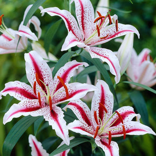 Lys oriental - Dizzy - Lilium - Fleurs blanches et roses en plein été
