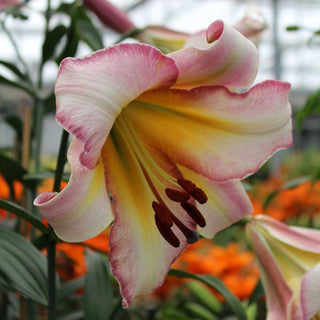 Lys géant - Beijing Moon - Lilium - Rose délicat, jaune chaud
