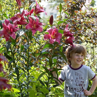 Lys géant - Purple Prince - Lilium - Haut et élégant accent au jardin