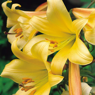 Lys trompette - Golden Splendour - Lilium - Fleurs jaunes spectaculaires au jardin