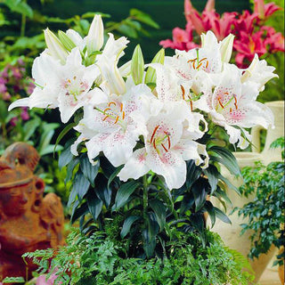 Lys oriental nain - Muscadet - Lilium - Fleurs blanches aux touches délicates de rose