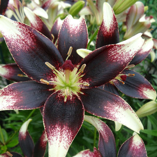 Lys - Nettys Pride - Lilium - Jardin blanc et pourpre plein d’élégance