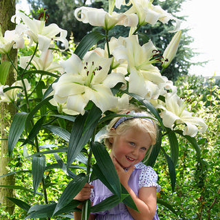 Lys géant - Pretty Women - Lilium - Élégance immaculée au jardin