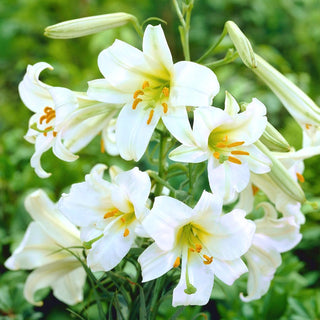 Lys trompette - Regale - Lilium - Grand lis pour massifs et bouquets