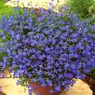 Lobélie retombante - Bleu Saphir - Décoration estivale fiable - Lobelia pendula