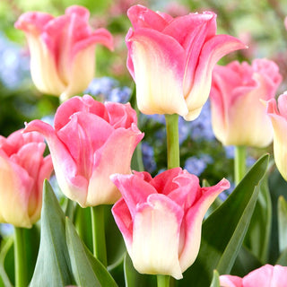 Tulipe - Crown of Dynasty - Tulipa - Décoration élégante pour terrasse et balcon - 5 bulbes