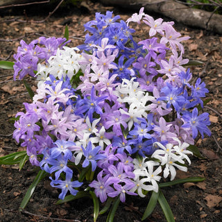 Chionodoxa - Mix - Mélange - Merveilles miniatures dans chaque recoin - 10 bulbes