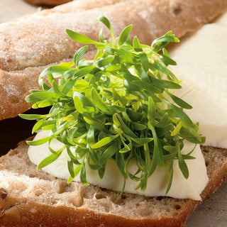 Graines à germer - Coriandre - Pousses aromatiques, facilitent la digestion - Coriandrum sativum - Graines Premium