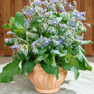 BIO Bourrache   - Plante mellifère belle et utile - Borago officinalis - Graines Premium